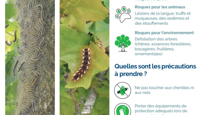 Lutte Collective Chenilles Processionnaires 