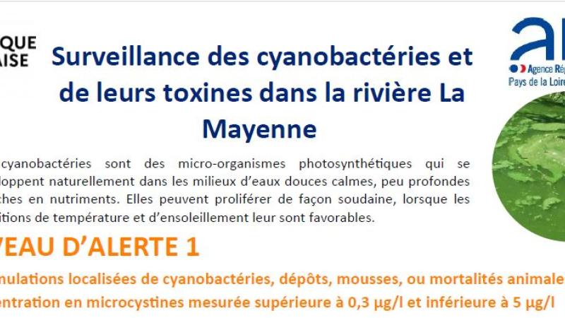 Cyanobactéries Alerte Niveau 1 Rivière de la Mayenne