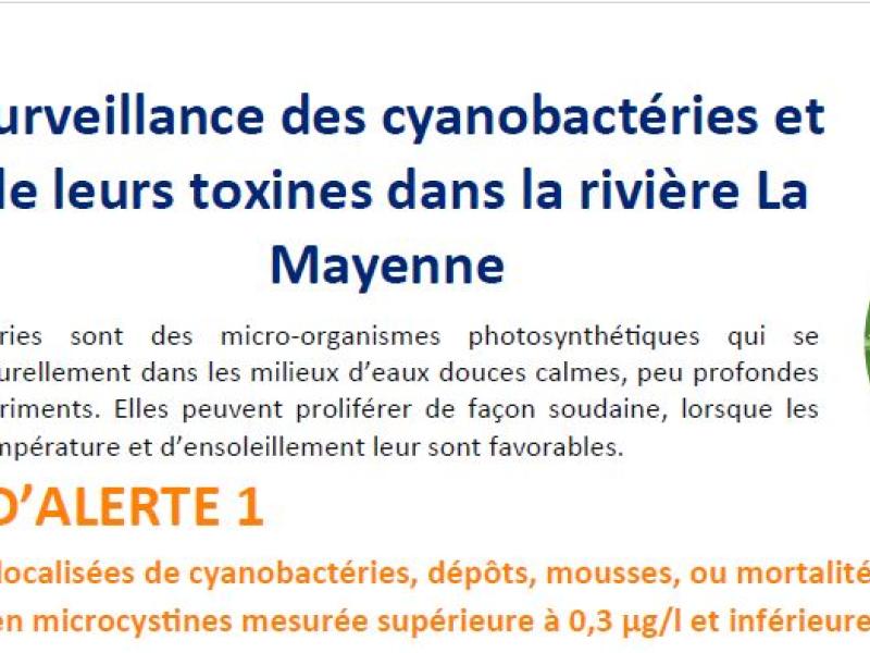 Cyanobactéries Alerte Niveau 1 Rivière de la Mayenne